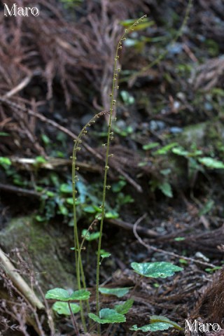 チャルメルソウ（哨吶草）の花 京都府 2014年4月