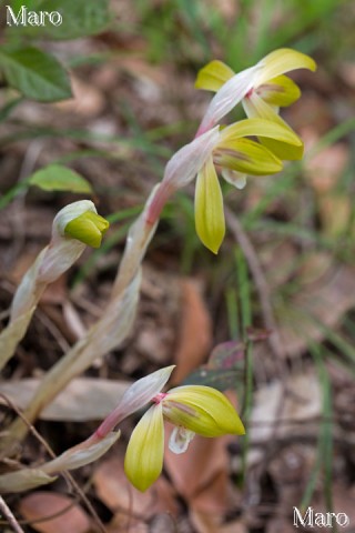 シュンラン（春蘭） つぼみと双頭花 滋賀県 2014年4月