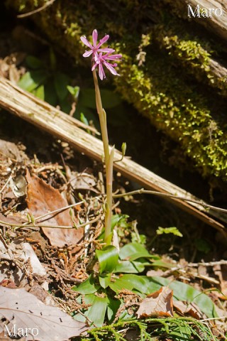 ショウジョウバカマ（猩々袴）の花 変異 青葉山 2014年4月