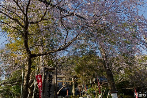 京都の桜 熊野若王子神社 京都東山 哲学の道 2014年4月1日