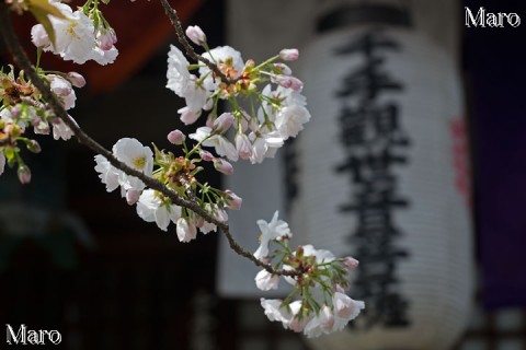 京都の桜 雨宝院さん 「観音桜」 2014年4月4日 開花直後