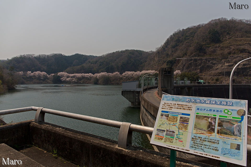 京都の桜 高山ダム（月ヶ瀬湖）から名張川の桜並木を望む 2014年4月
