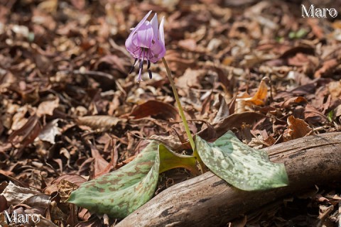 カタクリの花 片栗 比叡山 京都府・滋賀県 2014年4月