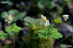 トウゴクサバノオの花 京都府 2014年4月