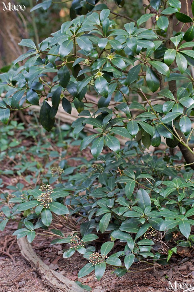 比叡山 カタクリの花 シキミとツルシキミの葉 滋賀・京都
