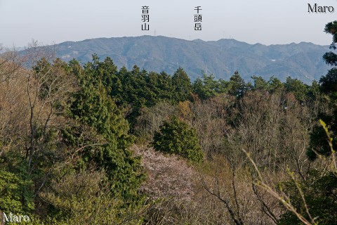 大文字山からヤマザクラと音羽山、千頭岳を望む 2014年4月