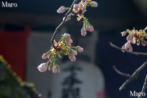 京都の桜 雨宝院の「観音桜」 2014年4月2日 開花間近
