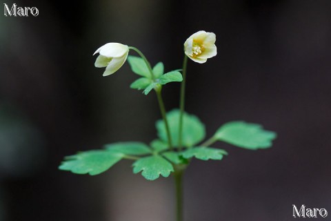 トウゴクサバノオ（東国鯖の尾）の花 比叡山 2014年4月