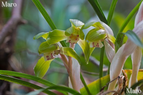 シュンラン（春蘭） 1茎2花の株 滋賀県 2014年4月