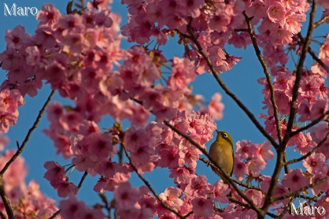 熊野若王子神社 桜花苑 ヨウコウ（陽光）とメジロ 2014年4月1日