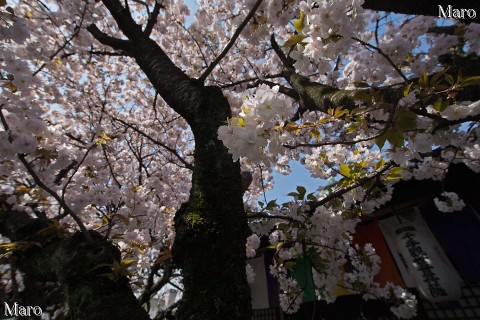 京都の桜 雨宝院 「観音桜」 2014年4月11日 盛り