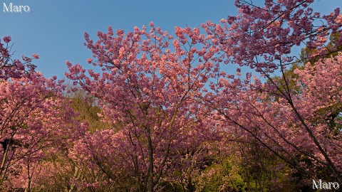 京都の桜 熊野若王子神社 桜花苑 満開のヨウコウ（陽光） 2014年4月1日