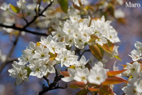 上品蓮台寺（上品蓮臺寺） ナシ（梨）の花 京都市北区 2014年4月11日