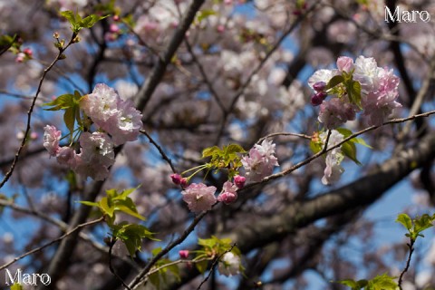 京都の桜 雨宝院 ショウゲツ（松月） 2014年4月11日 開花進む