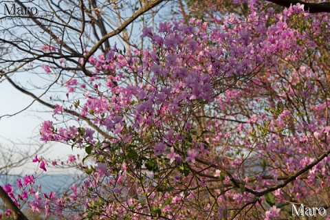 ミツバツツジ（三葉躑躅）の花 大文字山 2014年4月