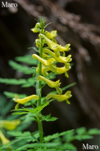 ミヤマキケマンの花 深山黄華鬘 比叡山 2014年4月