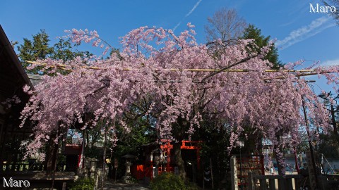 京都の桜 西陣 水火天満宮 枝垂桜 2014年4月1日 満開