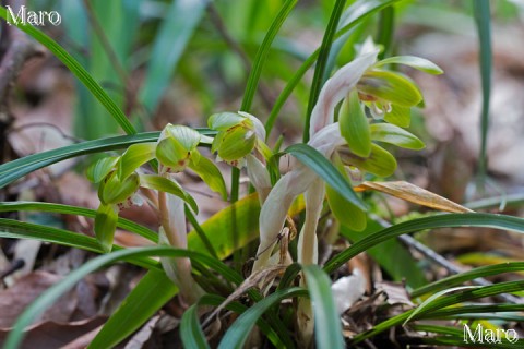 シュンラン（春蘭）の花 滋賀県 2014年4月