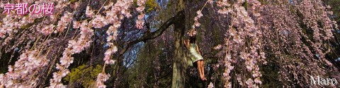 『きょうのまなざし』 ヘッダ用写真 「京都の桜」