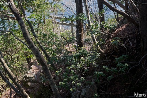 金毘羅大権現の鳥居と参道 金毘羅山（江文山）の東峰 2014年4月