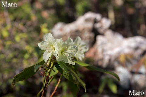 岩場に咲くヒカゲツツジの花 金毘羅山 京都市左京区 2014年4月