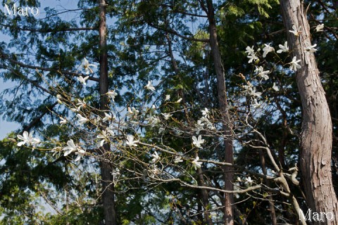 タムシバ（田虫葉）の花 金毘羅山（江文山） 京都市左京区 2014年4月