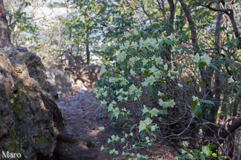 ヒカゲツツジ（日陰躑躅）咲く山道 金毘羅山ハイキング 京都北山 2014年4月
