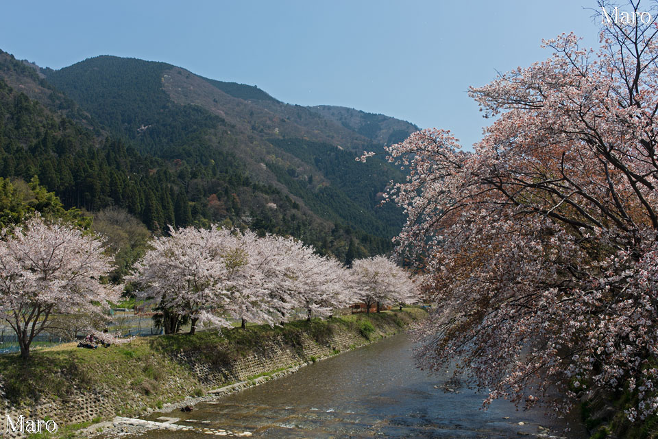 京都の桜 高野川（大原川）の桜並木と比叡山の北尾根 2014年4月