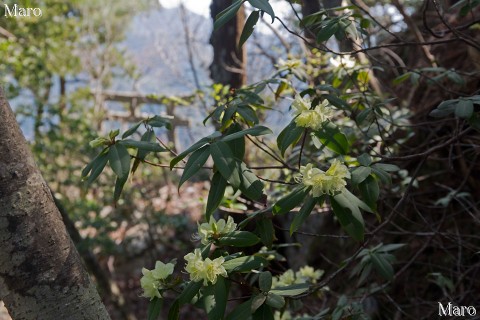 ヒカゲツツジ（日陰躑躅） 金毘羅山（江文山）の東峰 2014年4月