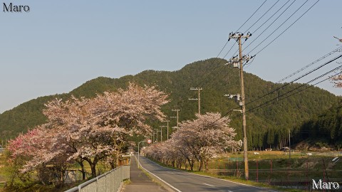 京都の桜 夕日を浴びる静原の桜並木と瓢箪崩山 2014年4月