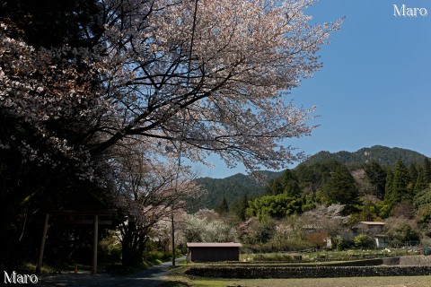 京都の桜 江文峠の東から金毘羅山を望む 大原井出町のサクラ 2014年4月
