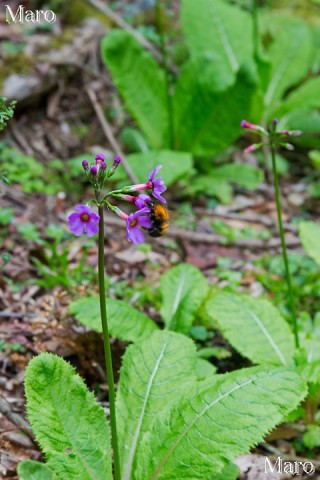 クリンソウの花とマルハナバチ 京都府 2014年5月