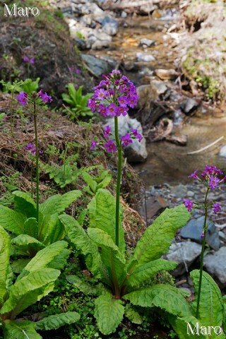 クリンソウ（九輪草）の花 京都北山 2014年5月