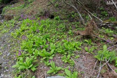 クリンソウ（九輪草）の大規模な群生地 京都府 2014年5月