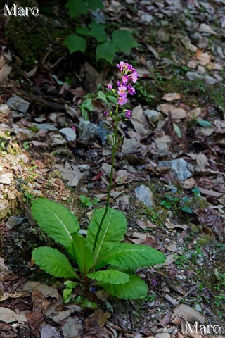 クリンソウ（九輪草）のお花 大文字山 2014年5月