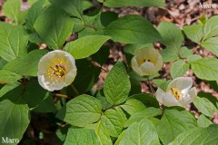 ヤマシャクヤク（山芍薬）の花 桟敷ヶ岳の自生地 2014年5月