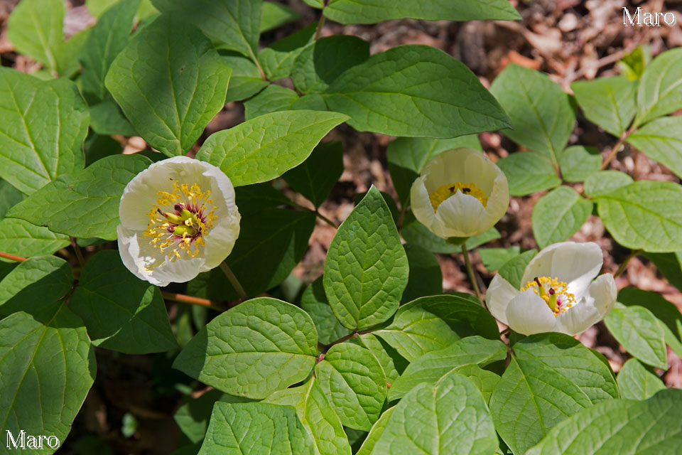 ヤマシャクヤク（山芍薬）の花 桟敷ヶ岳の自生地 2014年5月