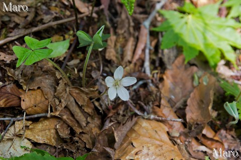 ミヤマカタバミのお花とハウチワカエデの葉 京都北山 2014年5月