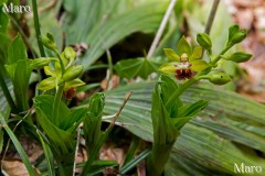 サルメンエビネ（猿面海老根）の花 京都北山 2014年5月