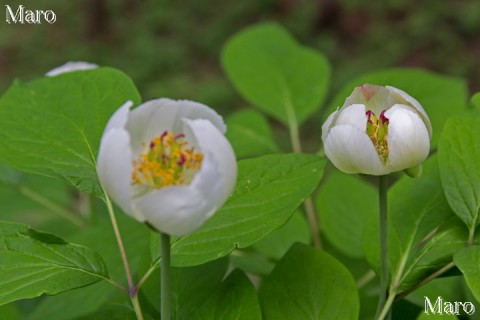 ベニバナヤマシャクヤク（白花型、白色型） 花片に赤色 京都北山 2014年6月