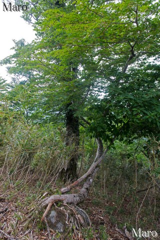 巨石の上に這うコミネカエデの木 東山 鳥取県 2014年6月
