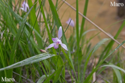 トキソウ（朱鷺草）の花 滋賀県 2014年6月