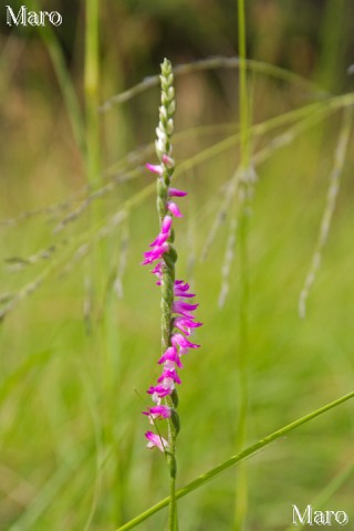 ネジバナ（捩花）のお花 滋賀県 2014年6月