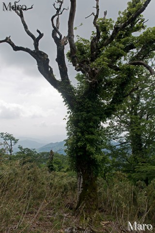 ブナの巨木に絡みつくツルアジサイ 東山 鳥取県 2014年6月