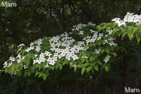 ヤマボウシ（山法師）の花 京都北山 2014年6月