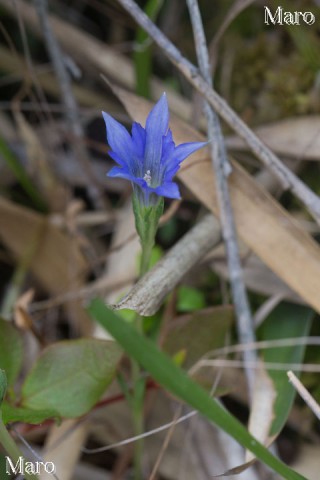 初夏に咲くハルリンドウ（春竜胆）の花 滋賀県 2014年6月