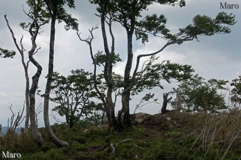 見晴らしがよい東山（とうせん）の山頂付近 鳥取県 2014年6月