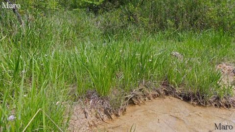 トキソウなどの湿生植物群落と生育環境 滋賀県 2014年6月