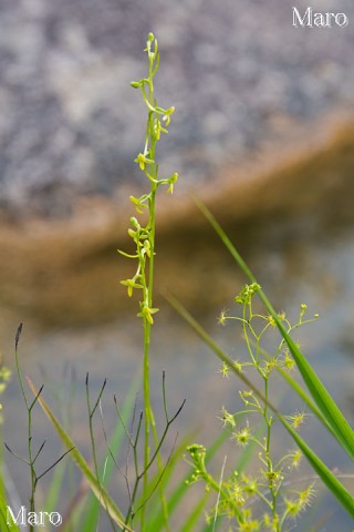 コバノトンボソウ（小葉の蜻蛉草）のお花 滋賀県 2014年6月