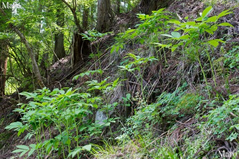 白いベニバナヤマシャクヤクの群生地 自生環境 京都北山 2014年6月